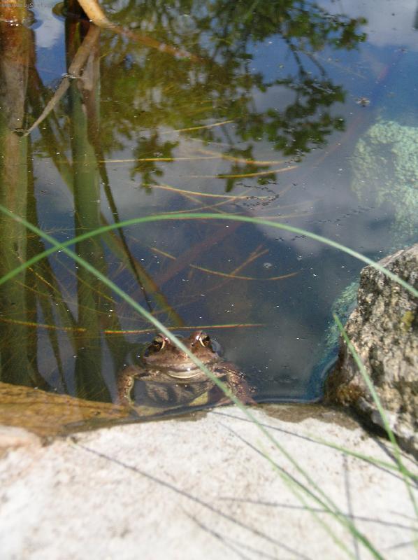 Foto: �ab�k v jez�rku na zahrad�