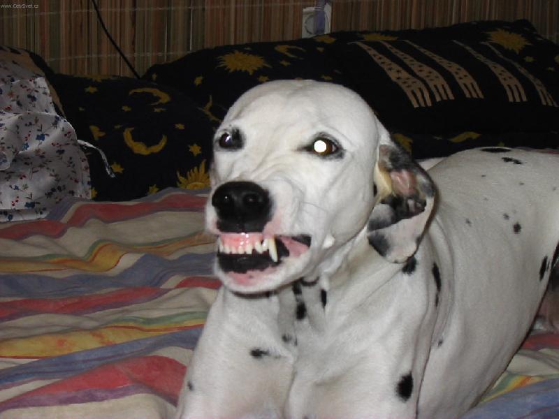 Foto: Radost-sm�ek