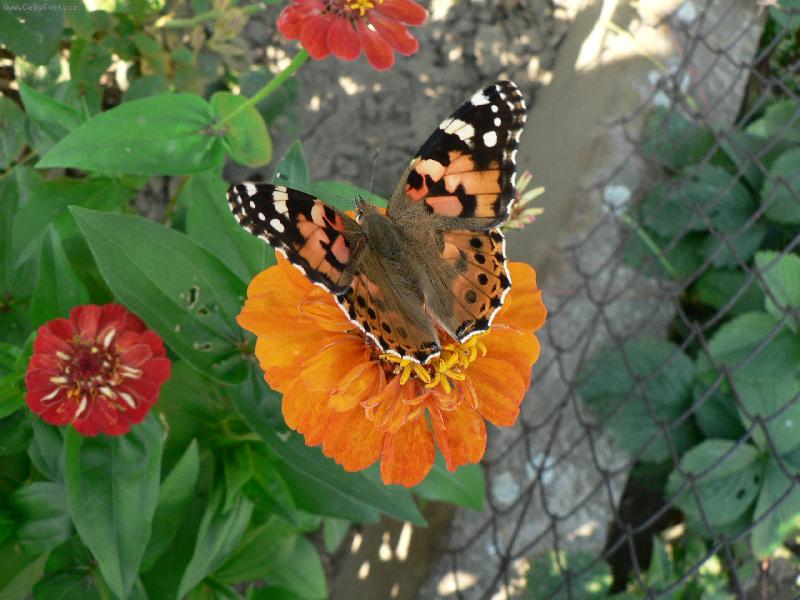 Foto: K�ehk� kr�sa