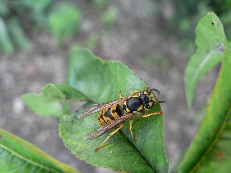 Foto: Hoduj�c� vosa