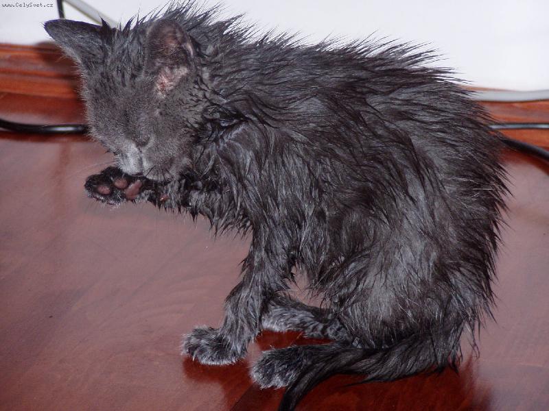 Foto: ra�i se umyju s�m, ale vodi�ku n�!!!