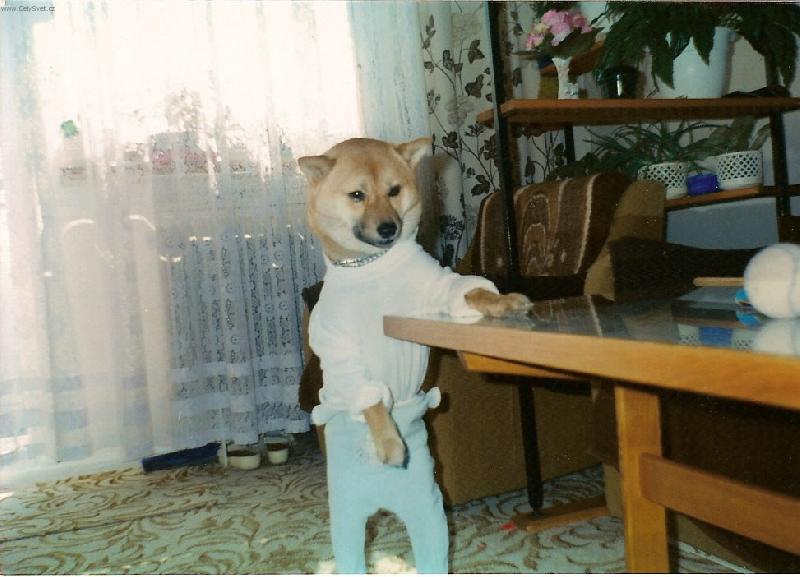 Foto: �ibalsk� li��k-v dupa�k�ch