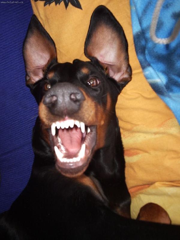 Foto: Corinka-To m�m ale zoubky co?