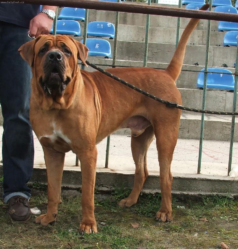 Foto: NIJA Twierdza Samuraja- HUGO  NINJA Twierdza Samuraja