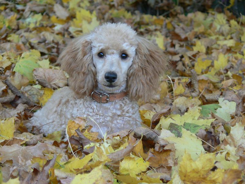 Foto: Eli na podzim.-Lep�� ne� mask��e!