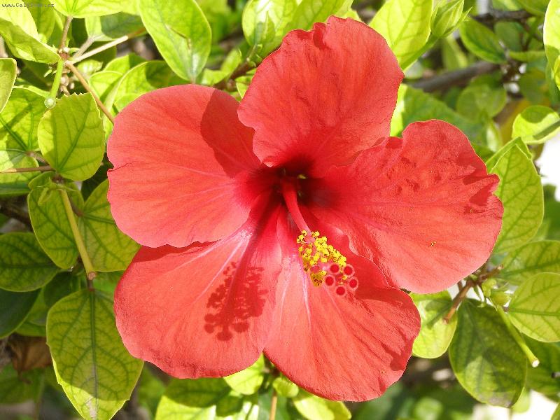 Foto: Ibi�ek-z Djerby