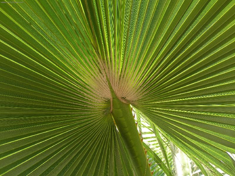 Foto: Palmov� list-z Djerby