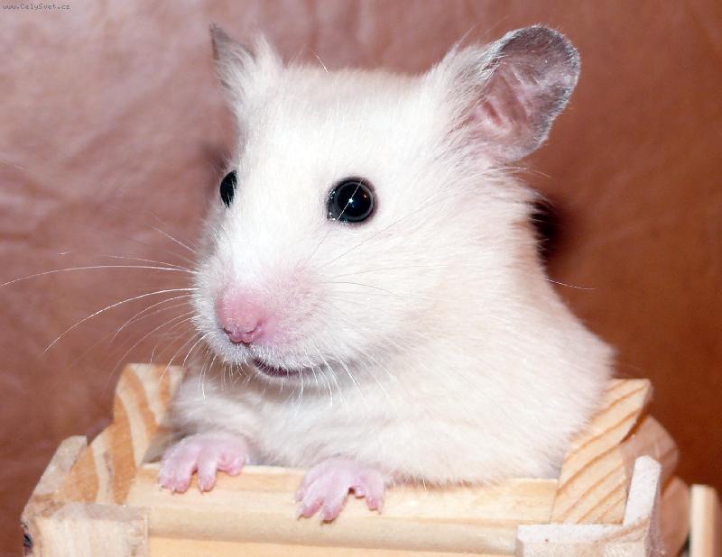 Foto: K�e�kov�