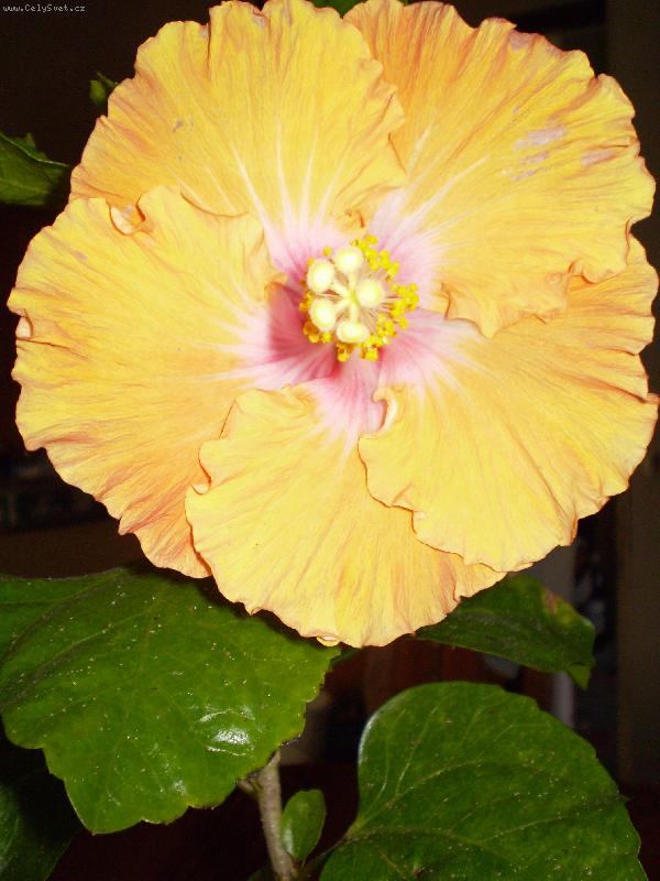 Foto: Prvn� kv�t