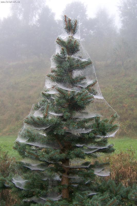 Foto: Pavu�iny-Takhle by asi vypad� n�kolika patrov� ubytovna pro pavouky