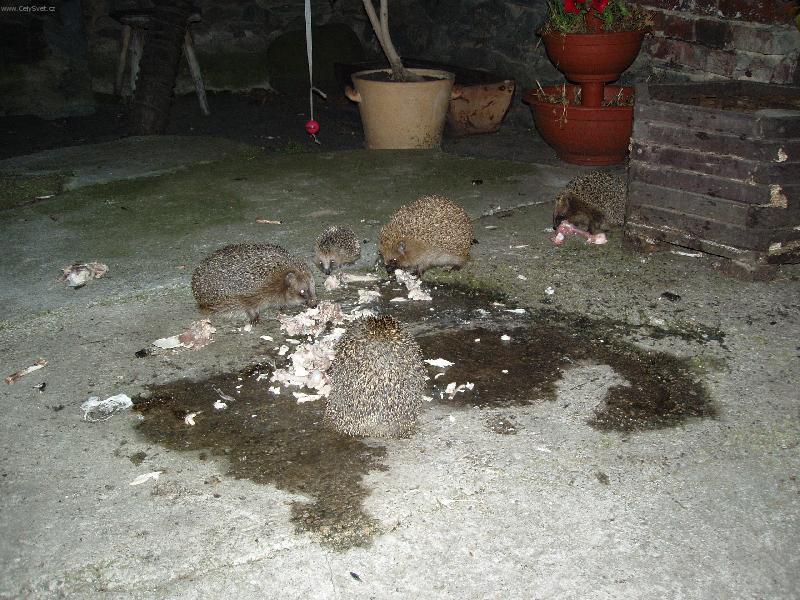 Foto: Je�ci na ve�e�i-Je�ci na ve�e�i