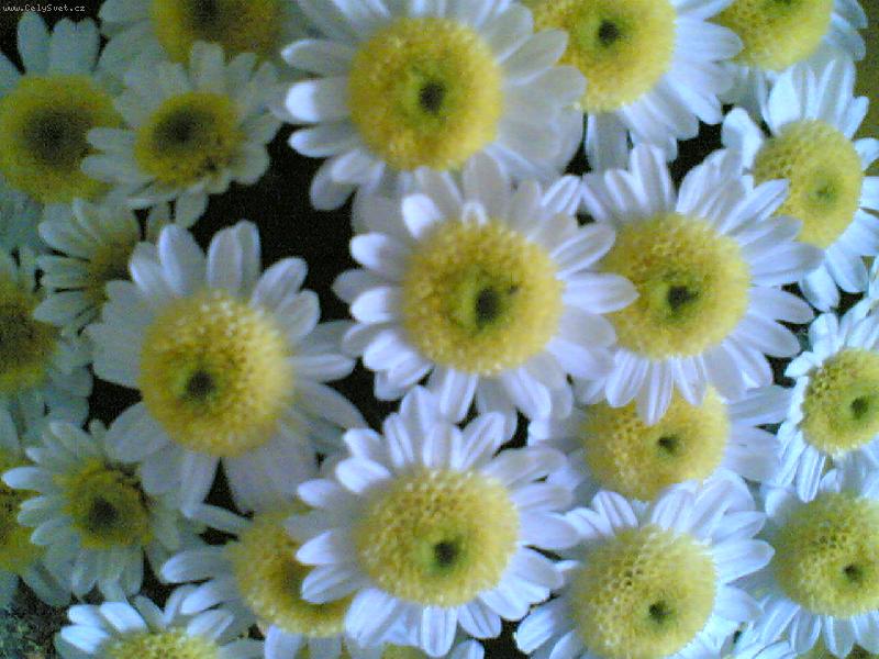 Foto: :) �ekni kde ty kytky jsou.....