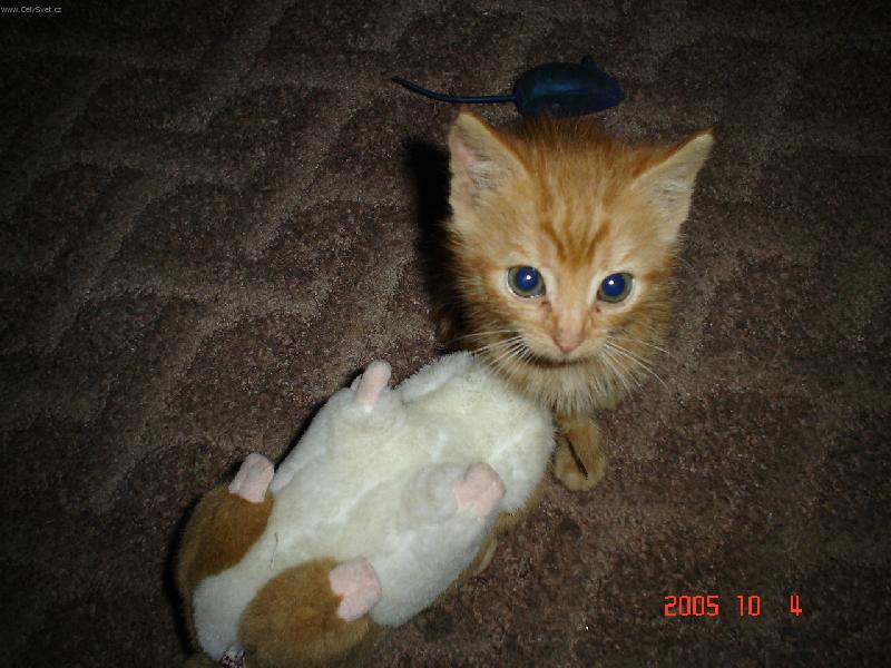 Foto: mal� Honz�k-Hur� p�eci jenom jsem ho p�epral!!!!