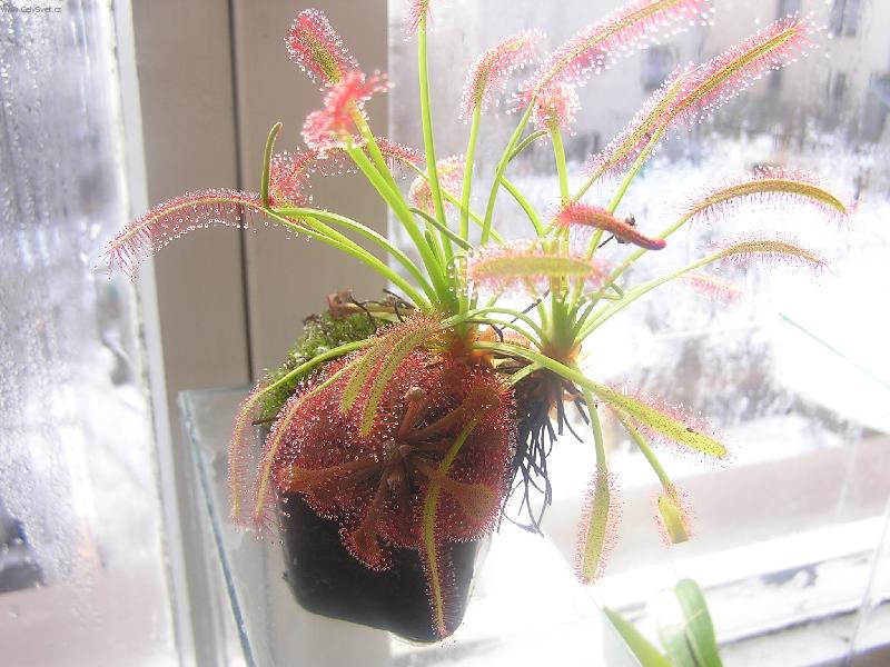 Foto: maso�rav� rosnatky-Drosera capensis a drosera capillaris