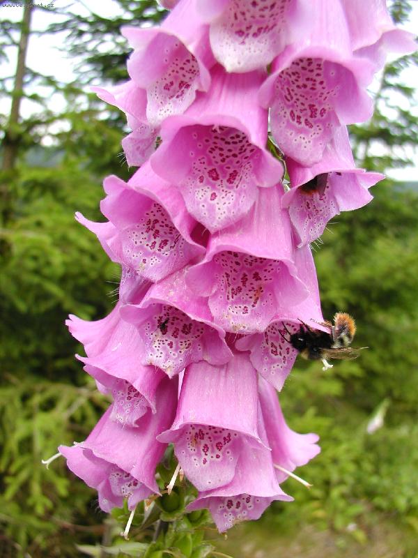 Foto: Neodolateln� pastva