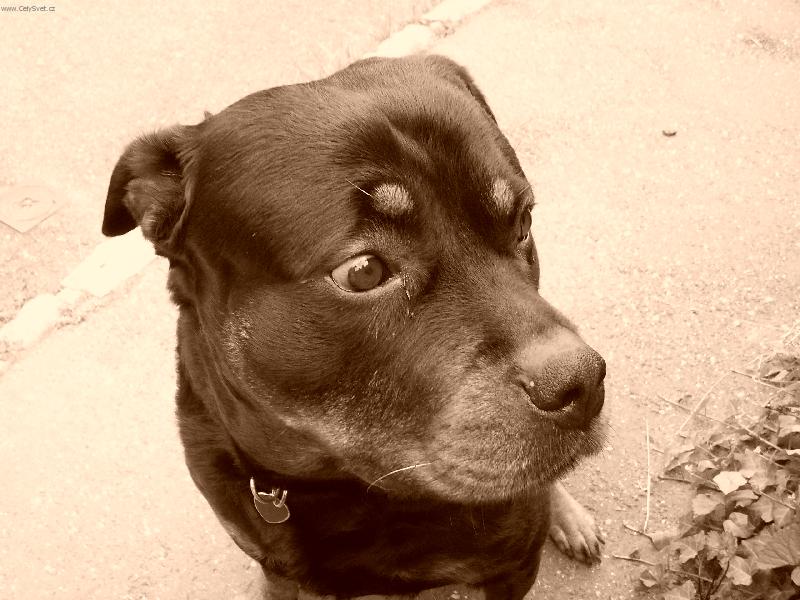 Foto: Kouk�m, kouk�m...-Denny