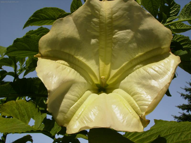 Foto: kv�t durmanu