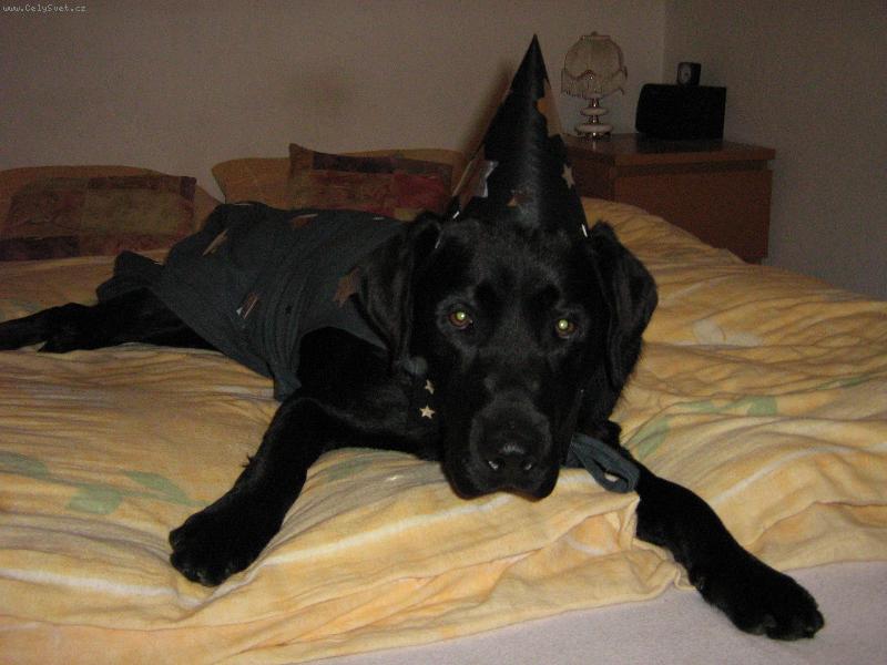 Foto: slu�� mi to?-labrador - par�dn�k