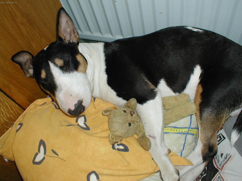 Foto: Marley-P��tele Marl�k a Blund�k:-))