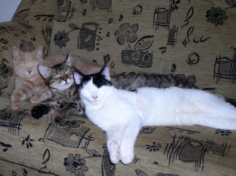 Foto: T�i brat�i-Takhle veget� na�i t�i kocourci - jako jeden mu�