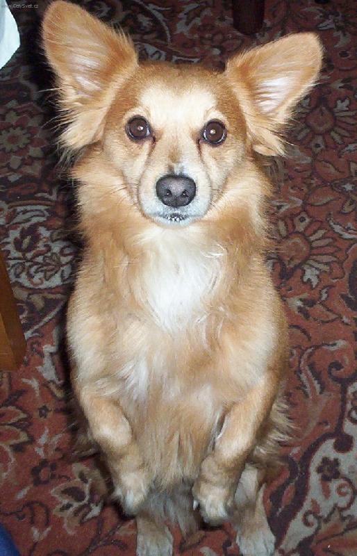 Foto: pouli�n� sm�s-pros�m,pros�m