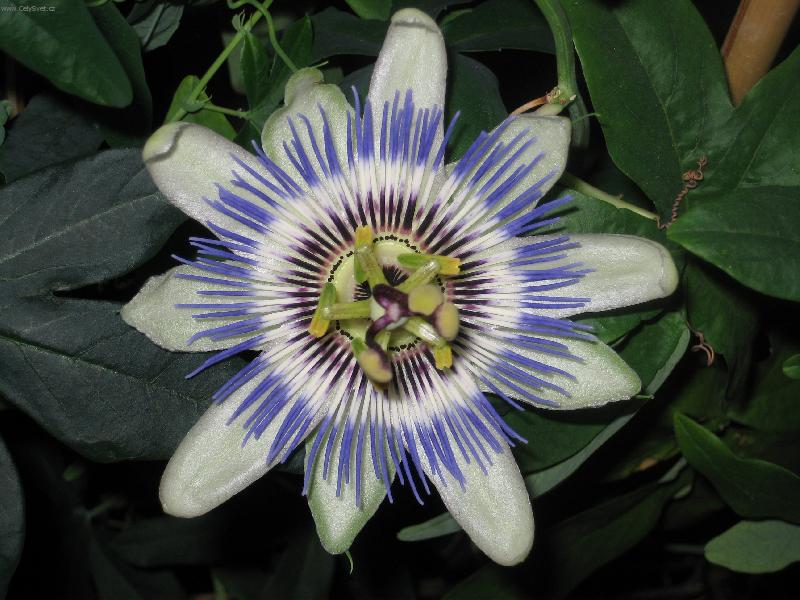 Foto: A kone�n� kvete:o))-Mu�enka