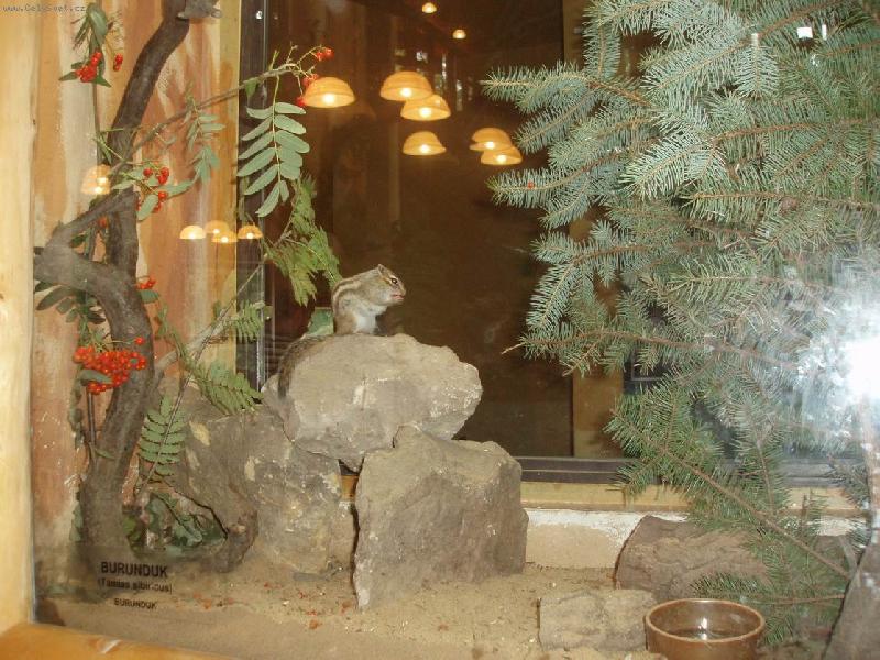 Foto: burunduk ply���ek-n�v�t�va zoo