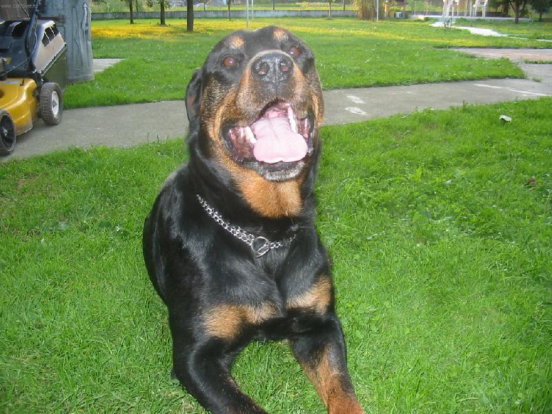 Foto: Dakin-Jsem bezva hl�da� a velk� kamar�d