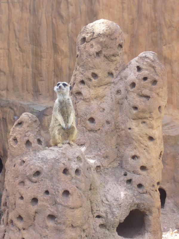 Foto: Nep��tel na obzoruuuu-ZOO Brno