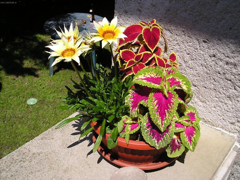 Foto: Kv�tinov� m�sa-Gazania a coleus