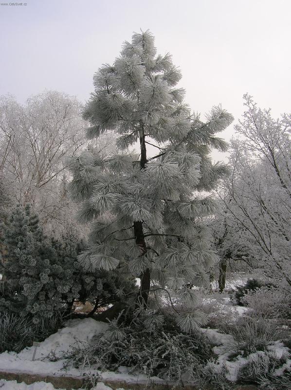 Foto: Kouzeln� n�mraza-Borovice