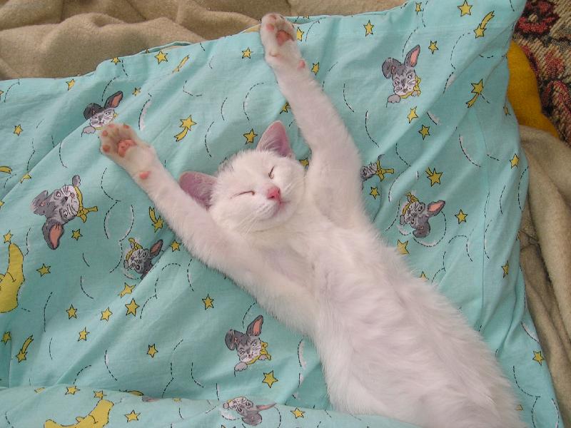 Foto: Sladk� sny-Kocour Mac�k