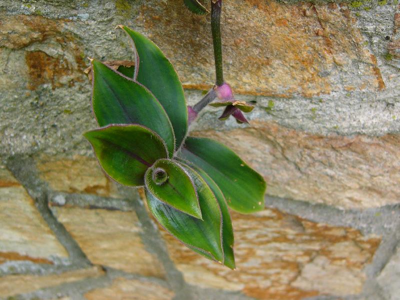 Foto: rostu si z kamene