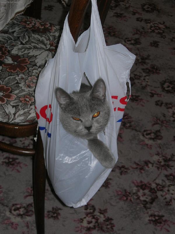 Foto: Debbie-Jde se na n�kup?