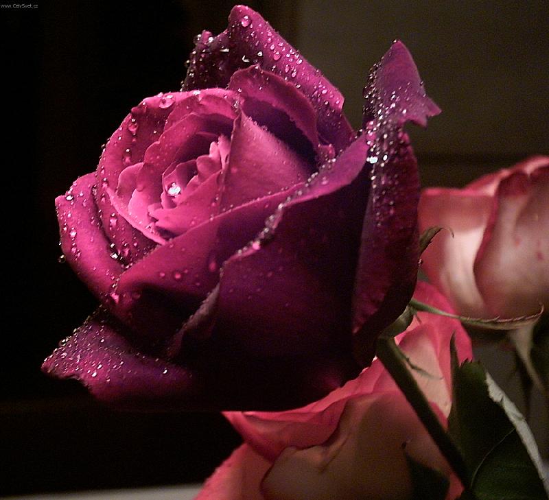 Foto: Rosa-Vlastn� d�lo bez zoomu!