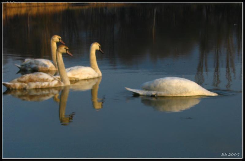 Foto: Na zlat�m jeze�e.