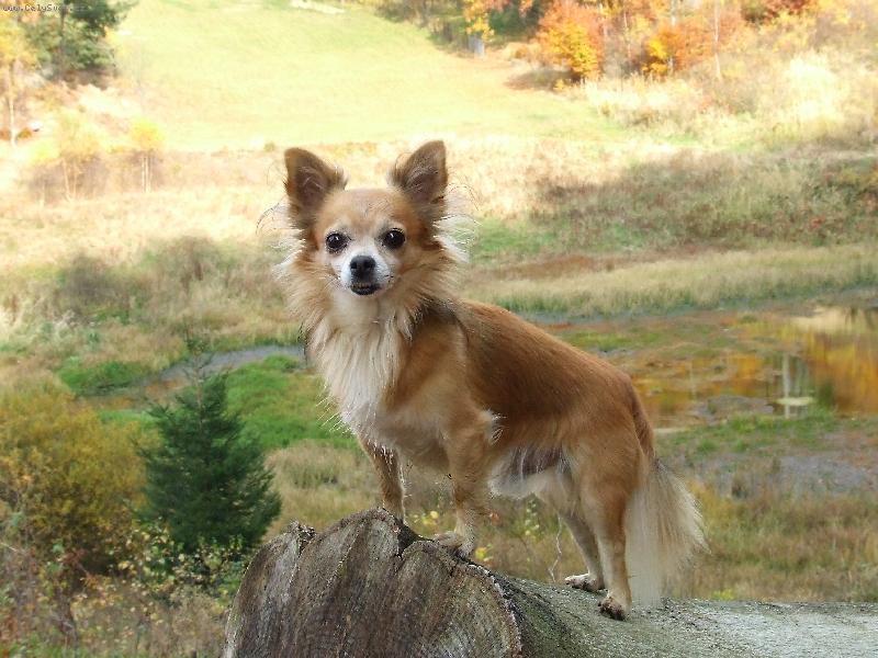 Foto: Charlie-na proch�zce