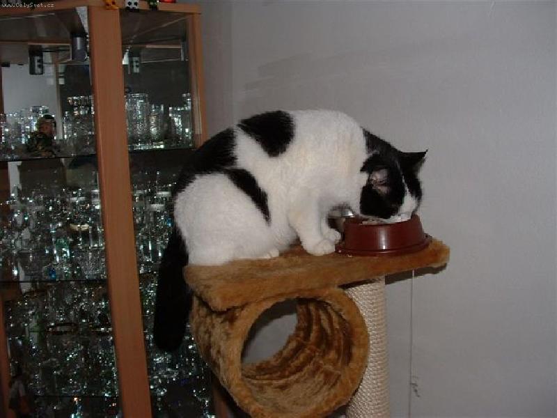 Foto: Bibinka-Ob�d