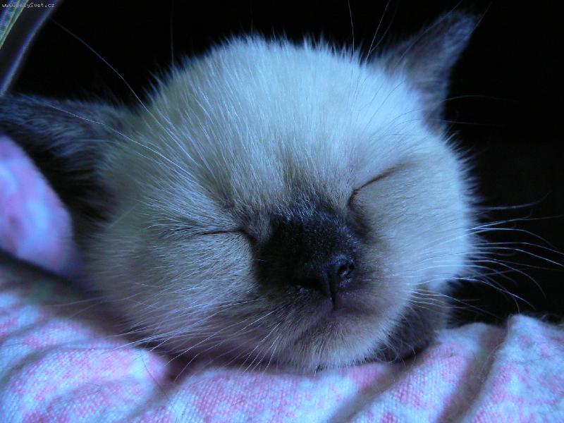 Foto: britsk� colorpoint-sp�m