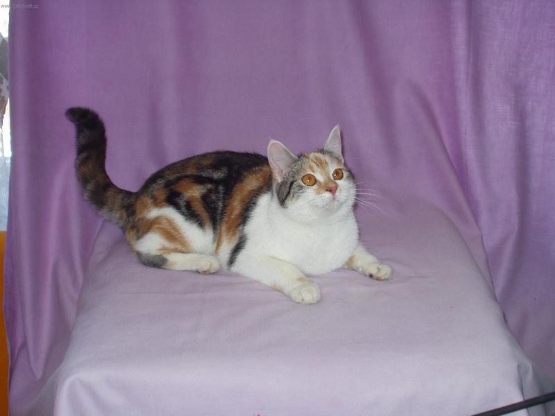 Foto: Jsem tak� v�stavn� kus-Ko�ka �elvovinov� s b�lou  na pl�tn�