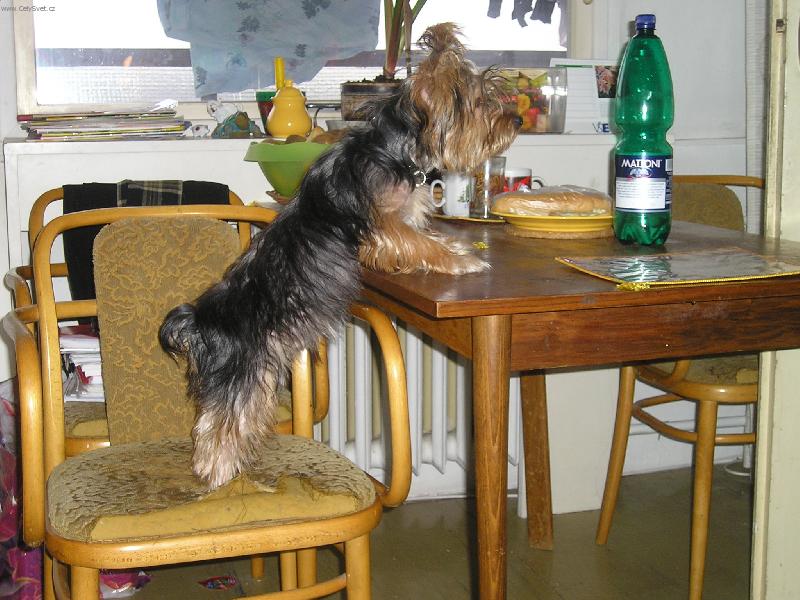 Foto: Neni tam pe�en� ku�e?-And�sek