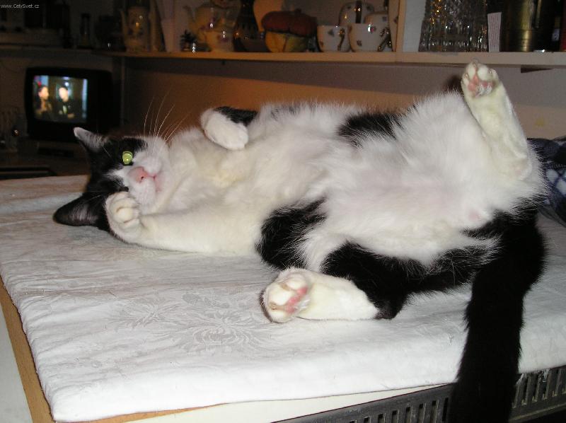 Foto: Kuk-N� kocorek Tom�