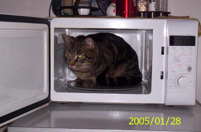 Foto: Jen se trochu oh�eju-Kocour v mikrovlnce