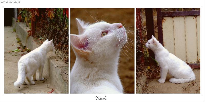 Foto: Tom�k-Je to n� mazel. M� stra�n� jemnou srst a chundelat� tlust� opcas