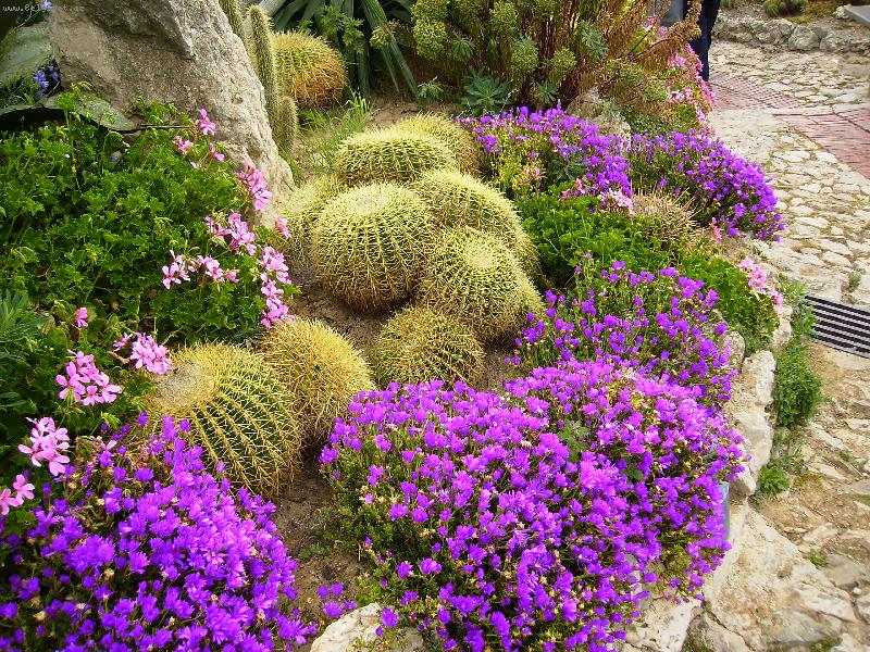 Foto: vesel� pichlav� z�hon