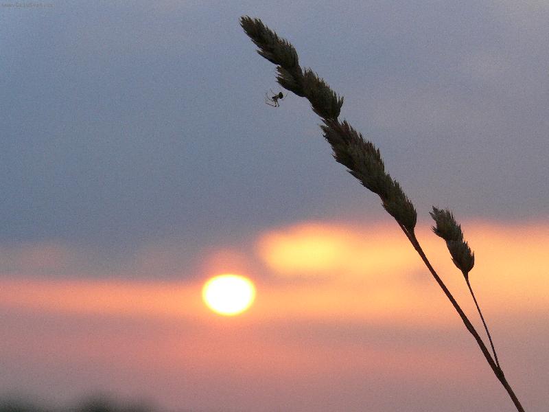 Foto: pavou�ek-.....od sv�t�n� do soumraku....