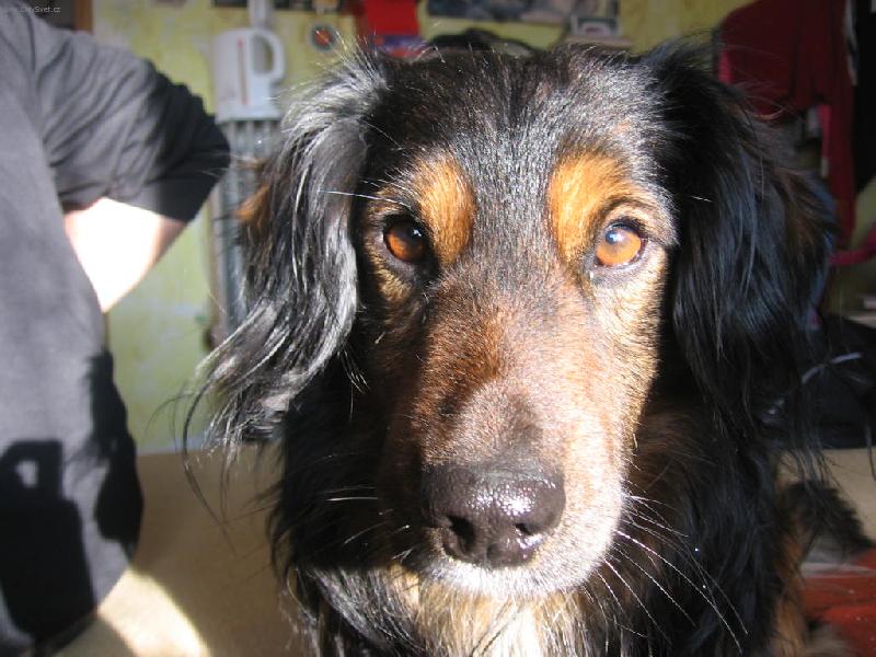 Foto: Al�nek-M�j pejsek Al�nek