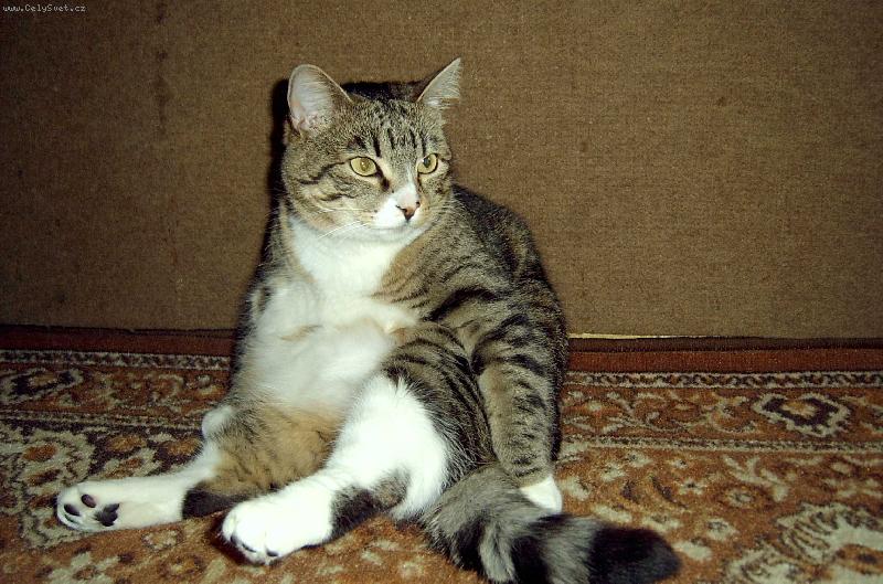 Foto: pohoda,klidek-ve stavu nejv�t��ho pohodl�