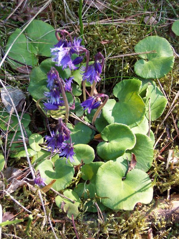 Foto: D��patka horsk�