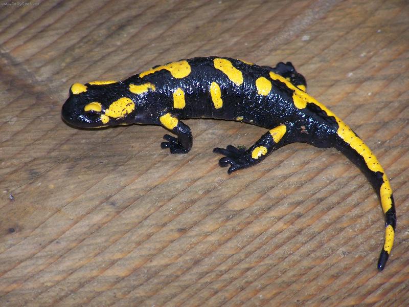 Foto: Salamandra �kvrnit�